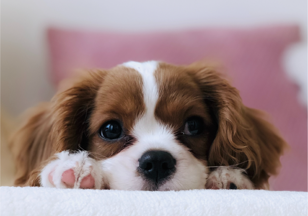 Unlock the Secret to Gleaming Fur for Your Pooch by Following These 7 Tips When Purchasing Dog Conditioner