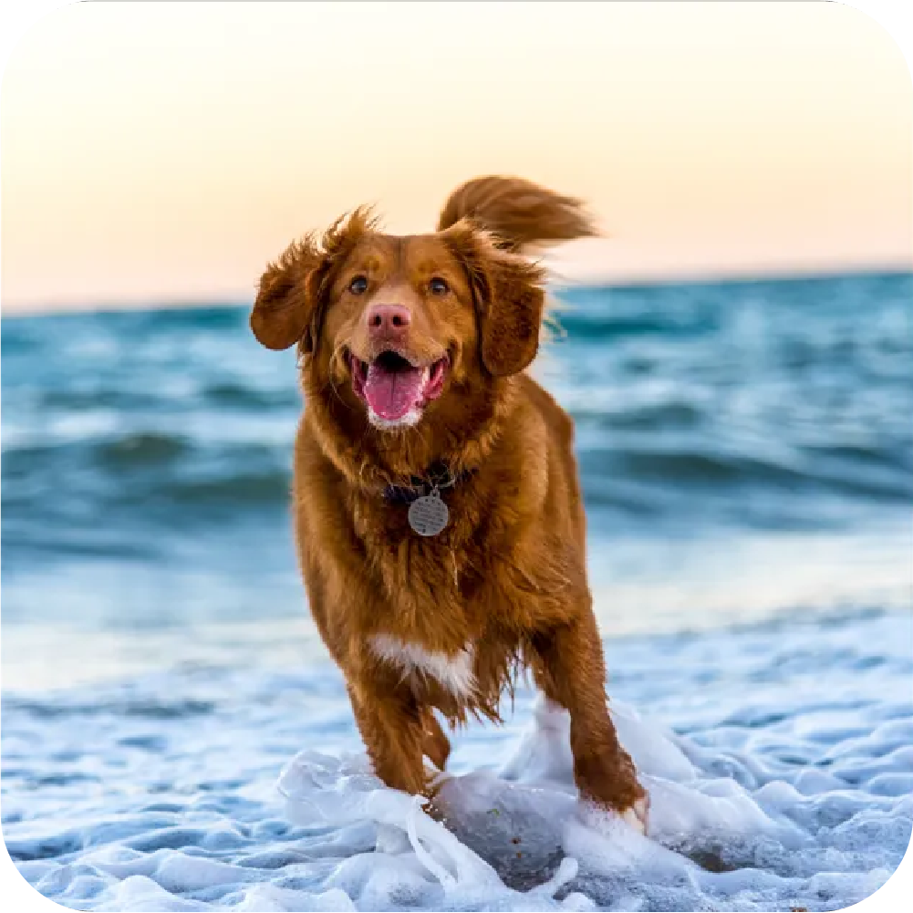 The 4 Best Products to Keep Your Dog’s Skin and Coat Healthy and Shiny