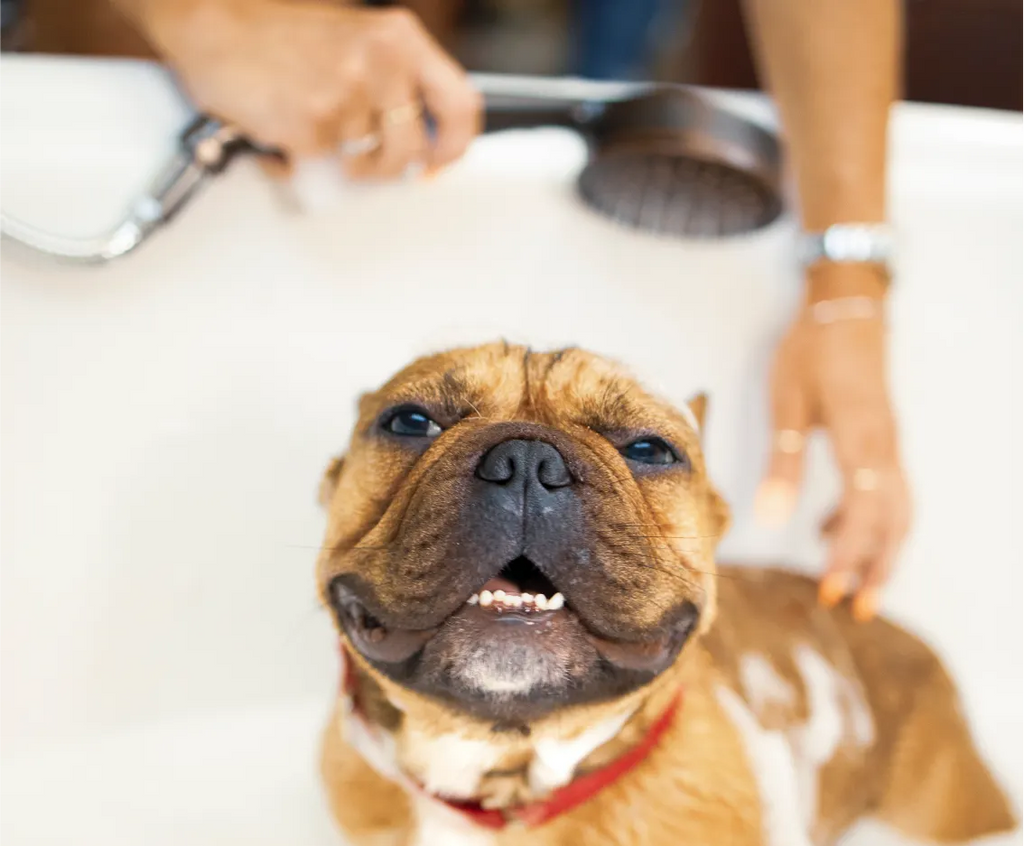 from Oily to Dry: 5 Quick Tips for Choosing the Right Shampoo for Your Dog’s Skin
